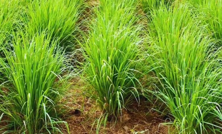 सेवा संकल्प अभियान औषधीय खस की खेती से आत्मनिर्भरता की ओर बढ़ते कदम सेवा संकल्प अभियान औषधीय खस की खेती से आत्मनिर्भरता की ओर बढ़ते कदम