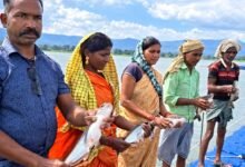 54 केज में आधुनिक मछली पालन से बढ़ी आय, 44 मछुआरा परिवारों को मिला रोजगार का स्थायी आधार