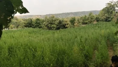 वन्यजीव अभ्यारण्य में 7 एकड़ में अवैध गांजे की खेती, किया नष्ट