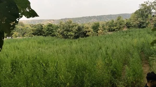 वन्यजीव अभ्यारण्य में 7 एकड़ में अवैध गांजे की खेती, किया नष्ट