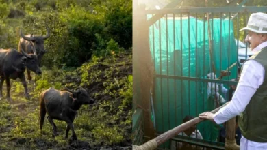 कान्हा टाइगर रिजर्व के सूपखार में सौ साल बाद जंगली भैंसों की वापसी