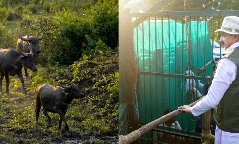 कान्हा टाइगर रिजर्व के सूपखार में सौ साल बाद जंगली भैंसों की वापसी
