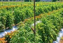 सब्जी खेती और बकरी पालन से बनीं आत्मनिर्भरता की मिसाल