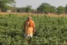 उद्यानिकी विभाग के सहयोग और आधुनिक कृषि तकनीक से बदली खेती की तस्वीर, 0.400 हेक्टेयर में 120 क्विंटल बैंगन का उत्पादन