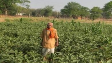 उद्यानिकी विभाग के सहयोग और आधुनिक कृषि तकनीक से बदली खेती की तस्वीर, 0.400 हेक्टेयर में 120 क्विंटल बैंगन का उत्पादन