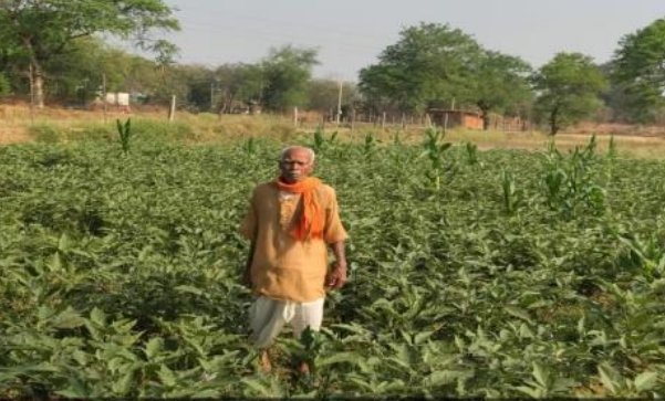 उद्यानिकी विभाग के सहयोग और आधुनिक कृषि तकनीक से बदली खेती की तस्वीर, 0.400 हेक्टेयर में 120 क्विंटल बैंगन का उत्पादन उद्यानिकी विभाग के सहयोग और आधुनिक कृषि तकनीक से बदली खेती की तस्वीर, 0.400 हेक्टेयर में 120 क्विंटल बैंगन का उत्पादन