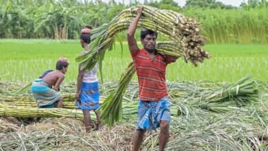 गन्ना मूल्य में छत्तीसगढ़ देश में नंबर वन