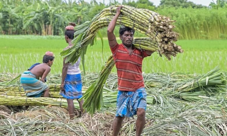 गन्ना मूल्य में छत्तीसगढ़ देश में नंबर वन