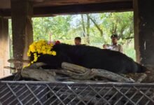 नंदनवन जू एवं जंगल सफारी में 25 वर्षीय मादा हिमालयन भालू ‘फफोरी’ की मौत