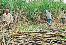गन्ना किसानों के हित में बड़ा निर्णय: अब 425 रुपए प्रति क्विंटल की दर से होगी गन्ने की खरीदी