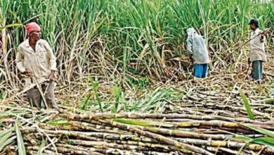 गन्ना किसानों के हित में बड़ा निर्णय: अब 425 रुपए प्रति क्विंटल की दर से होगी गन्ने की खरीदी