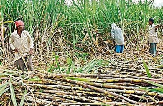 गन्ना किसानों के हित में बड़ा निर्णय: अब 425 रुपए प्रति क्विंटल की दर से होगी गन्ने की खरीदी गन्ना किसानों के हित में बड़ा निर्णय: अब 425 रुपए प्रति क्विंटल की दर से होगी गन्ने की खरीदी