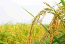 छत्तीसगढ़ में लक्ष्य शत्-प्रतिशत बोनी पूर्ण