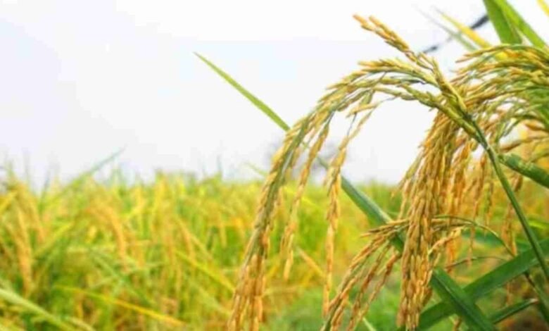 छत्तीसगढ़ में लक्ष्य शत्-प्रतिशत बोनी पूर्ण छत्तीसगढ़ में लक्ष्य शत्-प्रतिशत बोनी पूर्ण